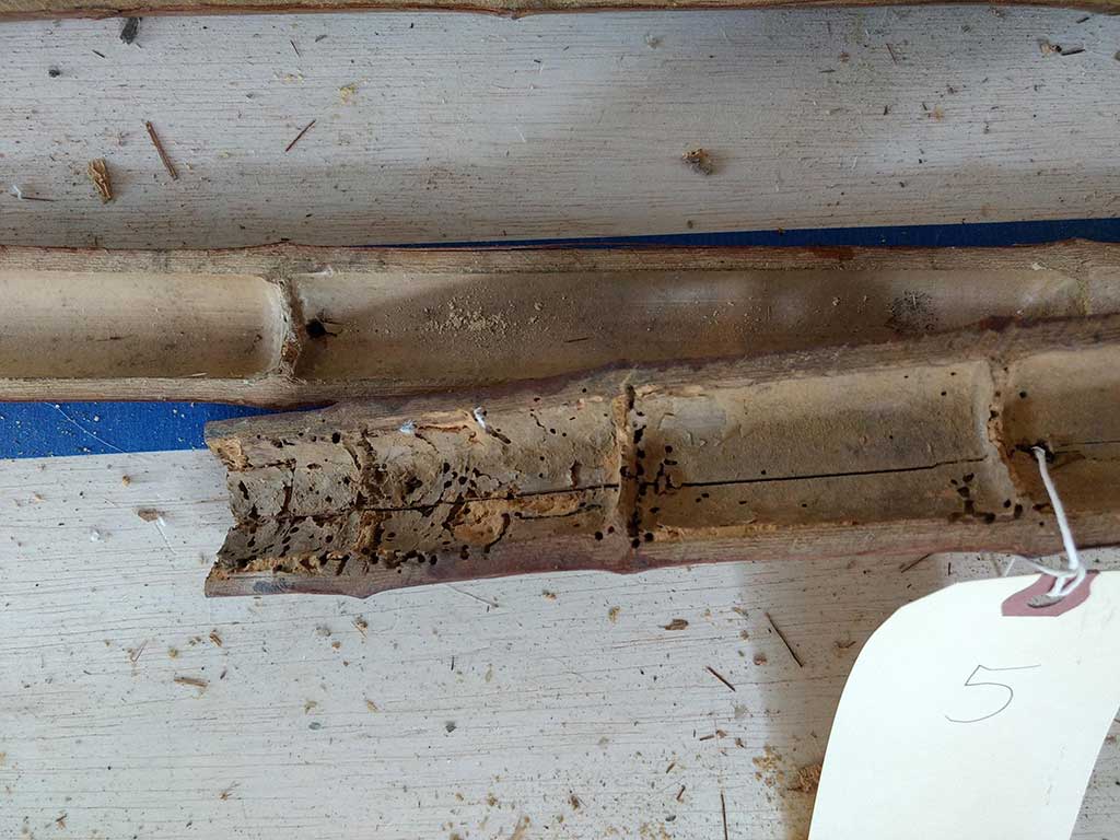 The bamboo also had traces of insect damage though this was more clearly visible on the interior.