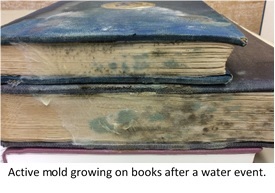 Active mold growing on books after a water event.